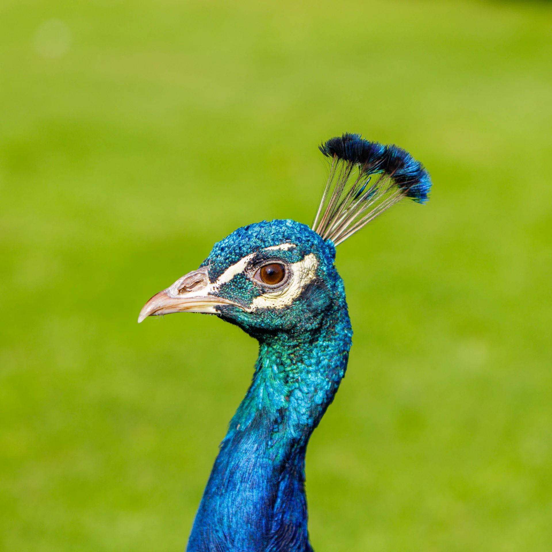Peacock portrait